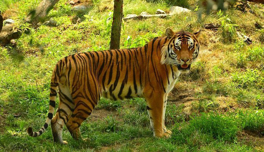 Leisure and Wildlife Tour