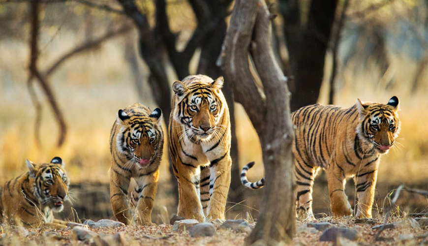 Explore The Wildlife 