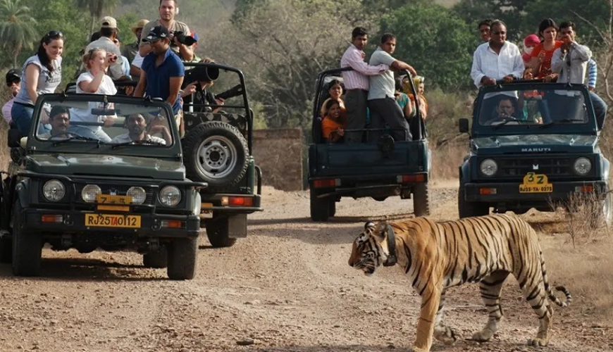 Madhya Pradesh Wildlife Tour